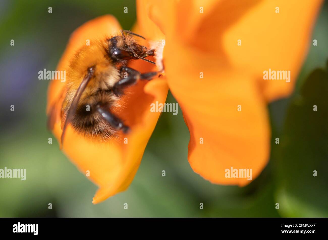 Selkirk, UK. 11th May, 2021. 11th May 2021 Philliphaugh Gardens Selkirk, Scottish Borders. Colourful signs of spring and summer are appearing as the temperatures start to rise with h bees buzzing around colourful pansies gathering nectar on the plants at Philliphaugh Gardens near Selkirk in the Scottish Borders. Credit: phil wilkinson/Alamy Live News Stock Photo