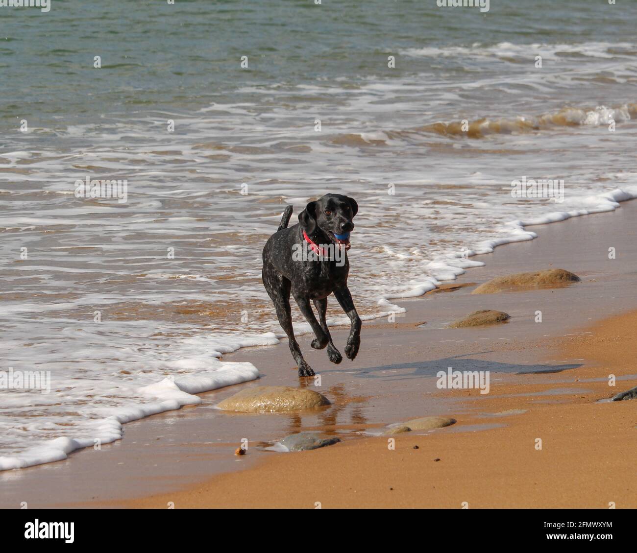 Dog chasing tail hi-res stock photography and images - Alamy