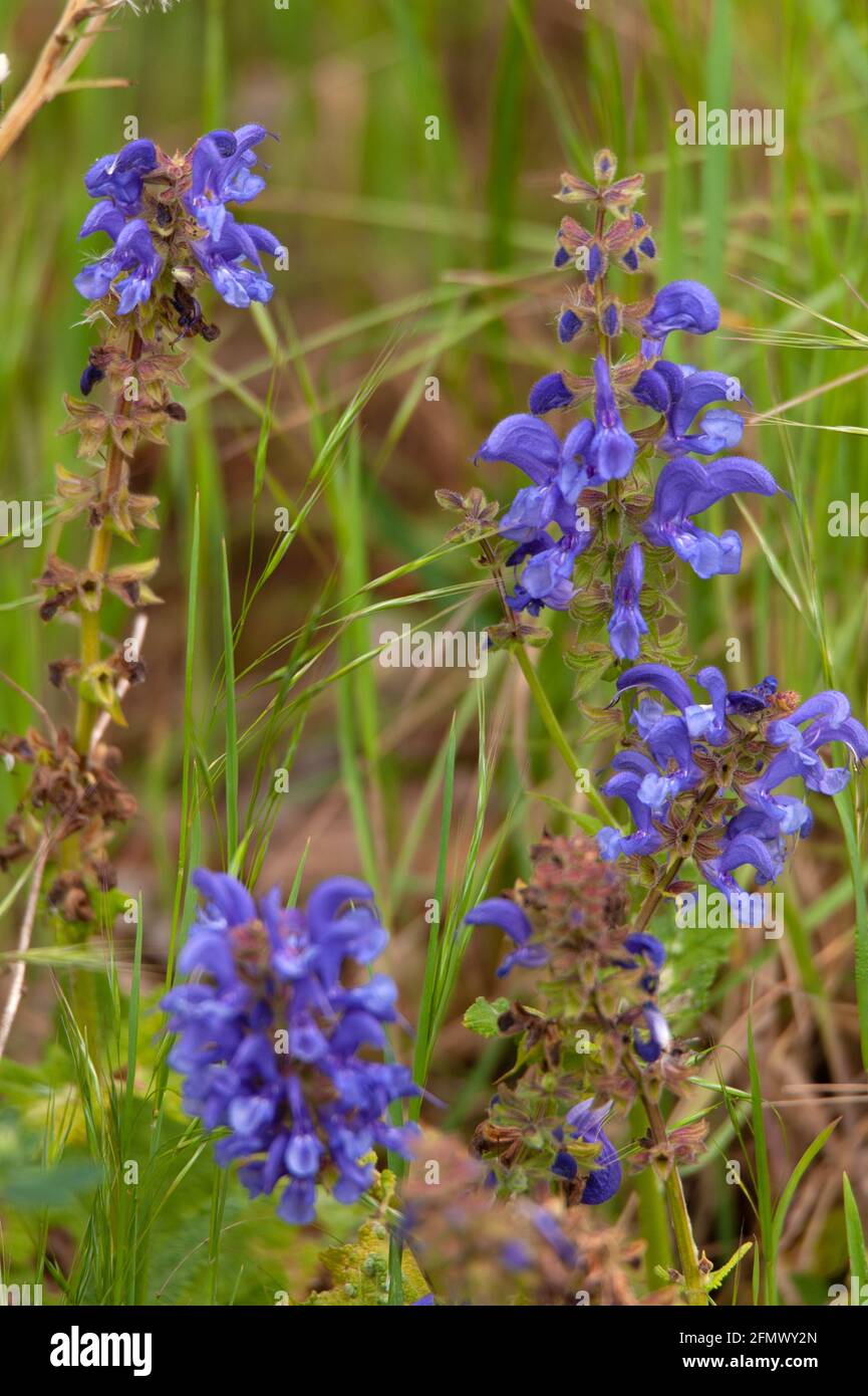 Sauge High Resolution Stock Photography And Images Alamy