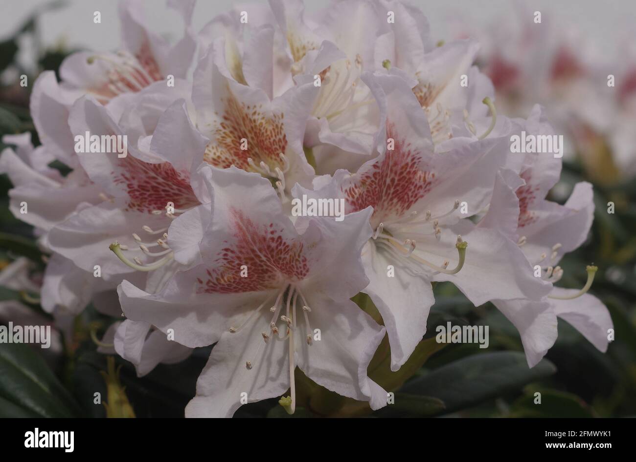 Blooming white rhododendron in the sunlight Stock Photo