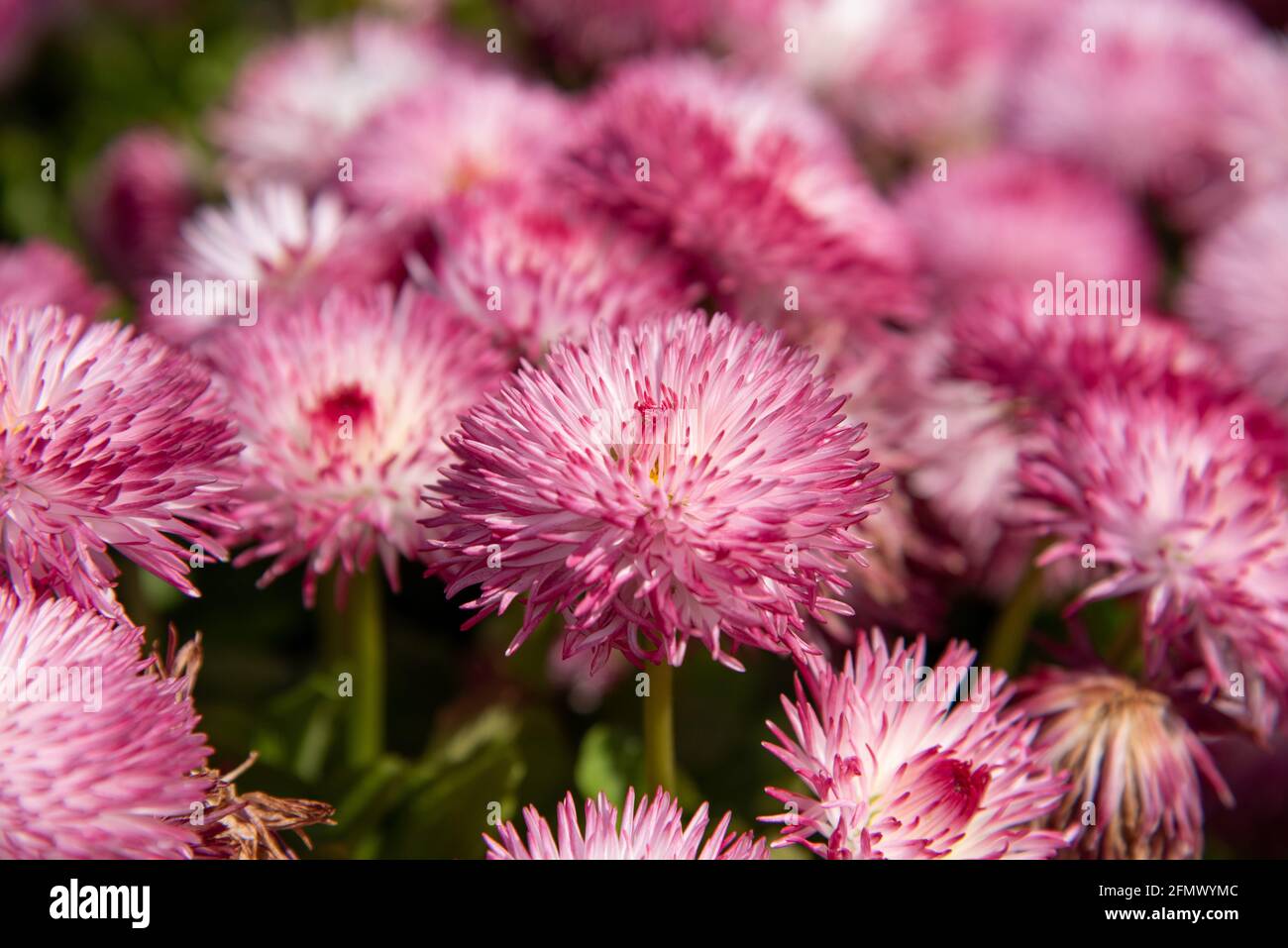 Pink Daisy flowers blossom in the garden Stock Photo