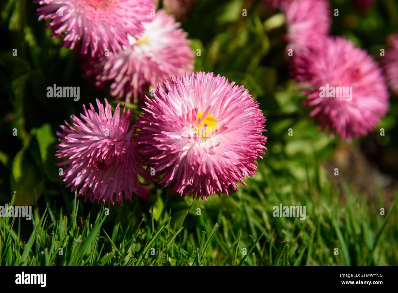 Pink Daisy flowers blossom in the garden Stock Photo