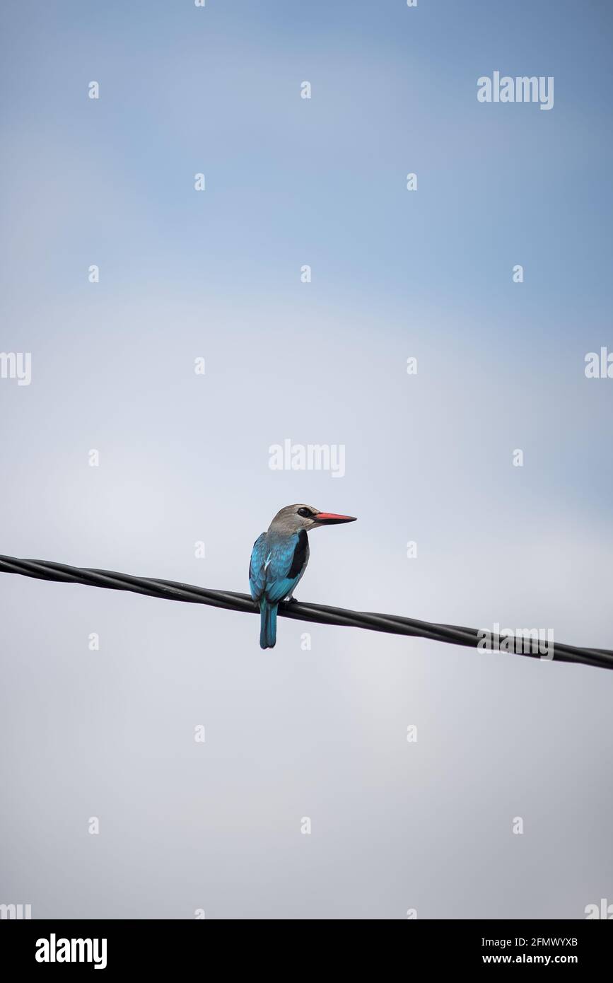 African Mangrove Kingfisher perching on a line Stock Photo
