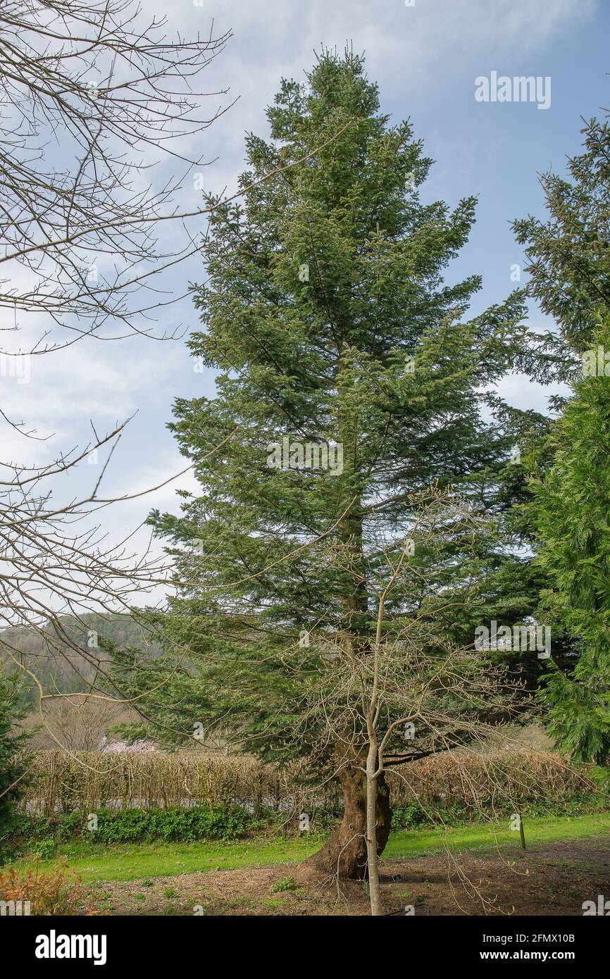 Abies grandis hi res stock photography and images Alamy