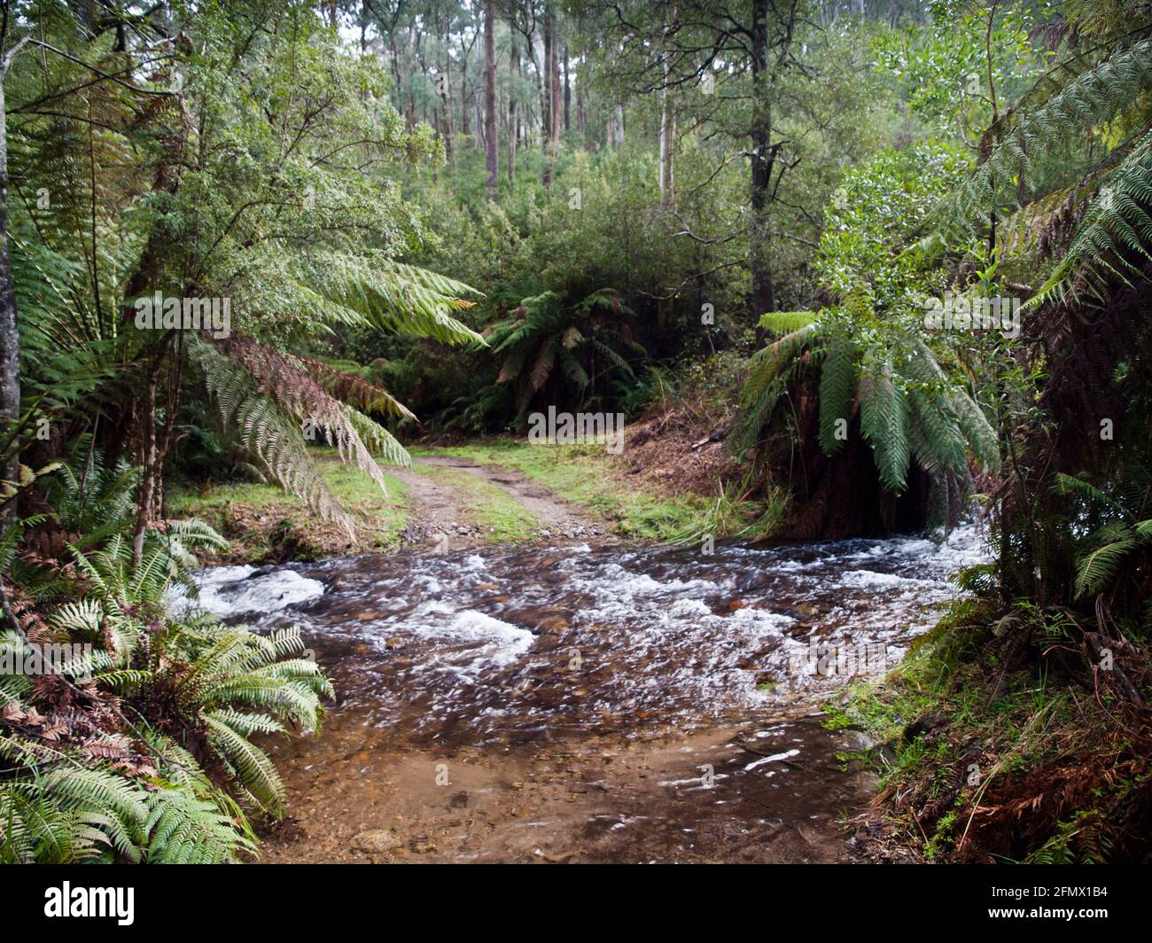 Tree ferns (Dicksonia antarctica) along Mountain Creek.Fire Trail below Mount Bogong, Alpine National Park, Victoria Stock Photo