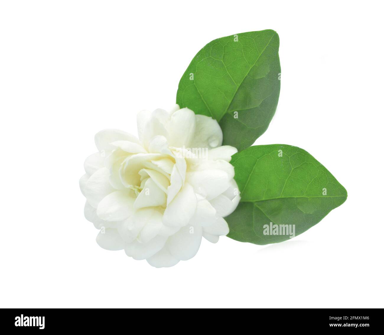 Jasmine flower isolated on white background Stock Photo - Alamy