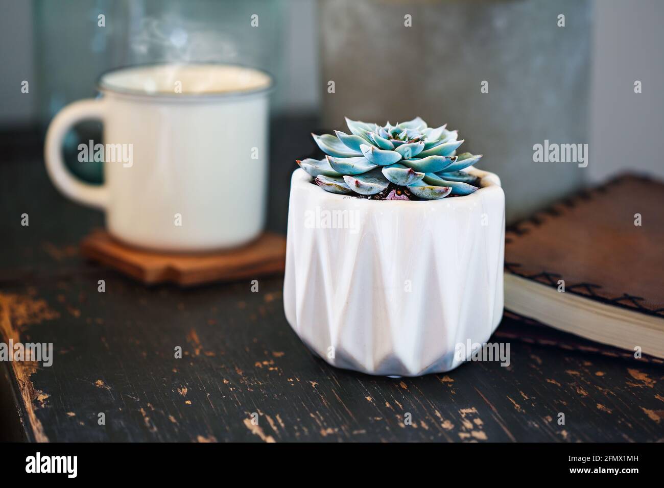 Potted Echeveria 'Blue Light' Succulent houseplant over a rustic wood coffee table with blurred background. Stock Photo