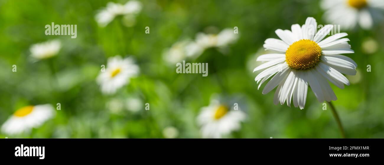 close up of daisy flower in a field. Summer flowers Stock Photo