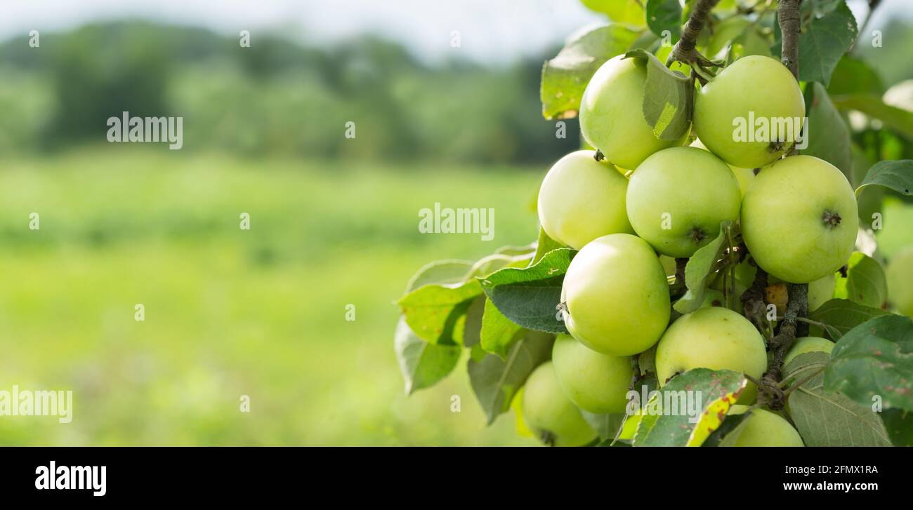 Ripe green apples on a tree in a garden. Apple tree Stock Photo - Alamy