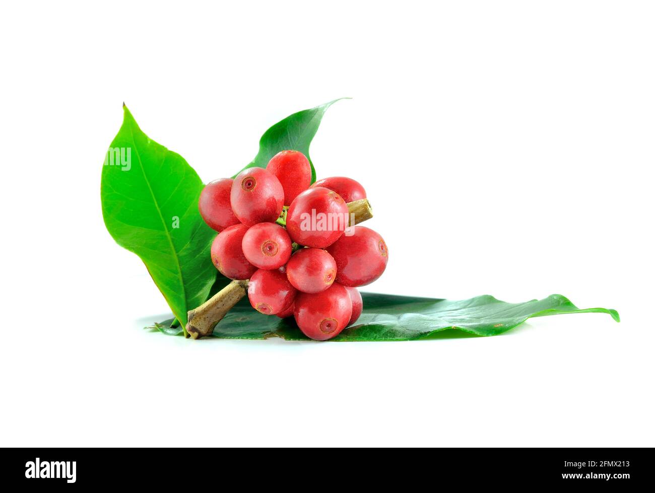 coffee leaves isolated on white background Stock Photo - Alamy