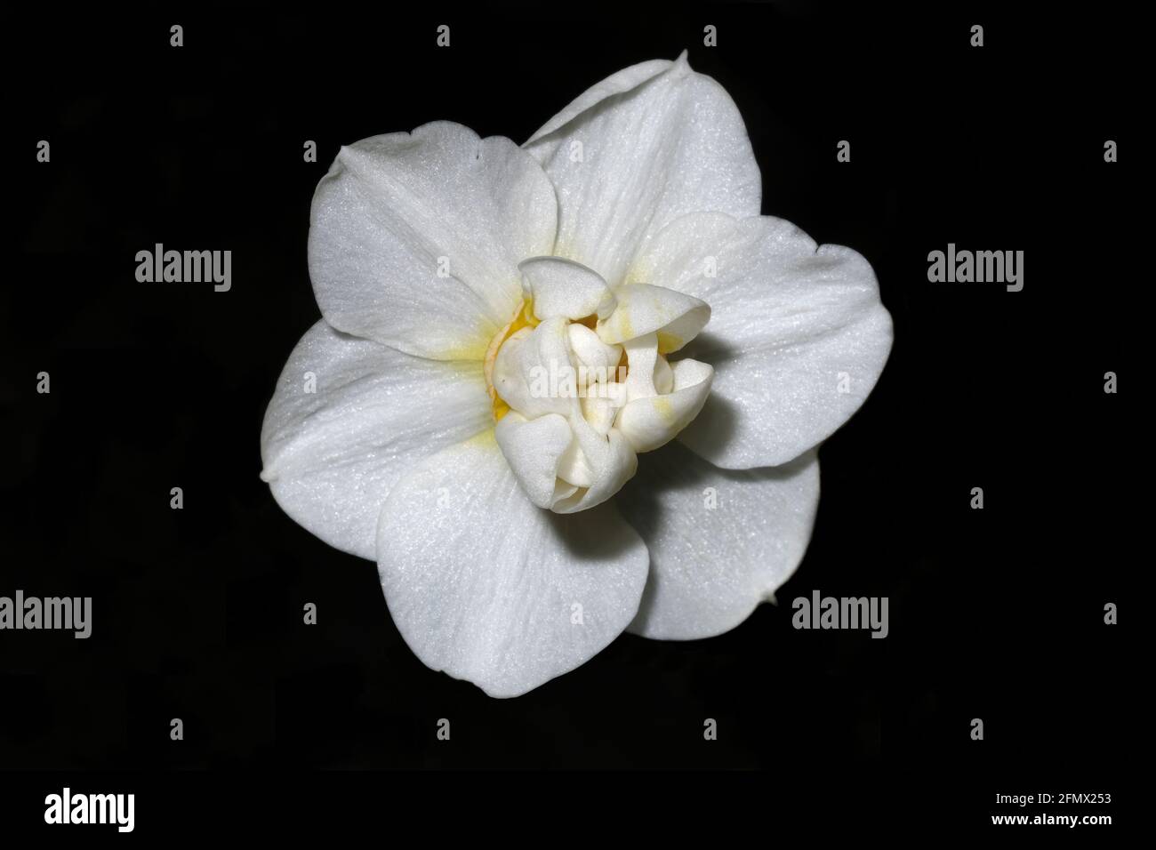 White daffodil Stock Photo
