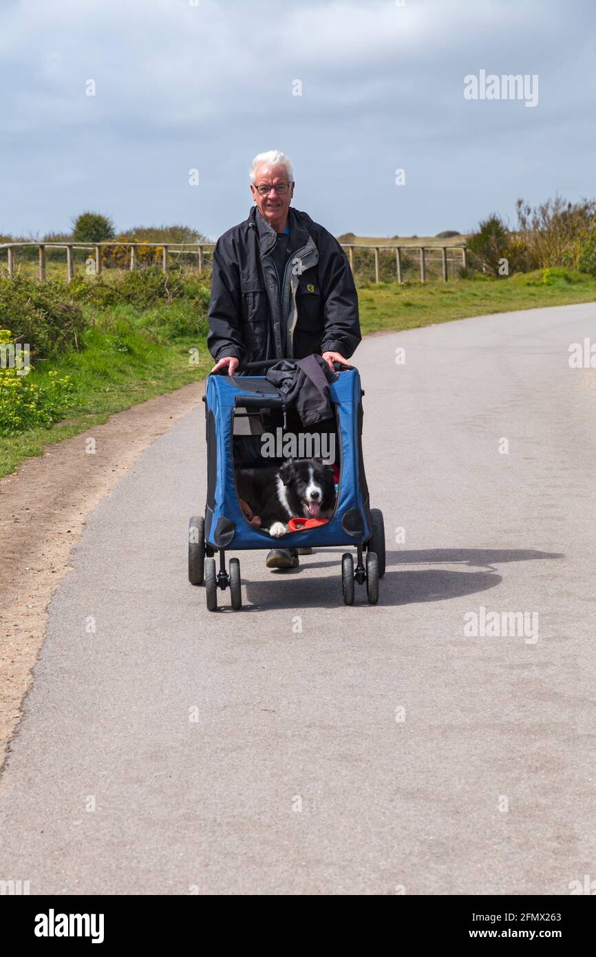 Man pushing Border Collie dog in stroller at Hengistbury Head, Dorset UK in May Stock Photo