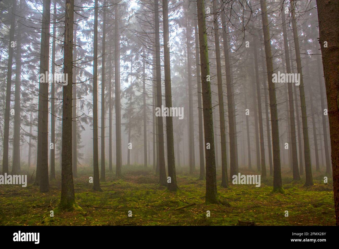 Wie ein verwunschener Wald wirken die Nadelbäume auf vermoostem Boden in der Eifel bei Monschau. Durch das neblige Wetter gelangt kaum Licht durch die Stock Photo