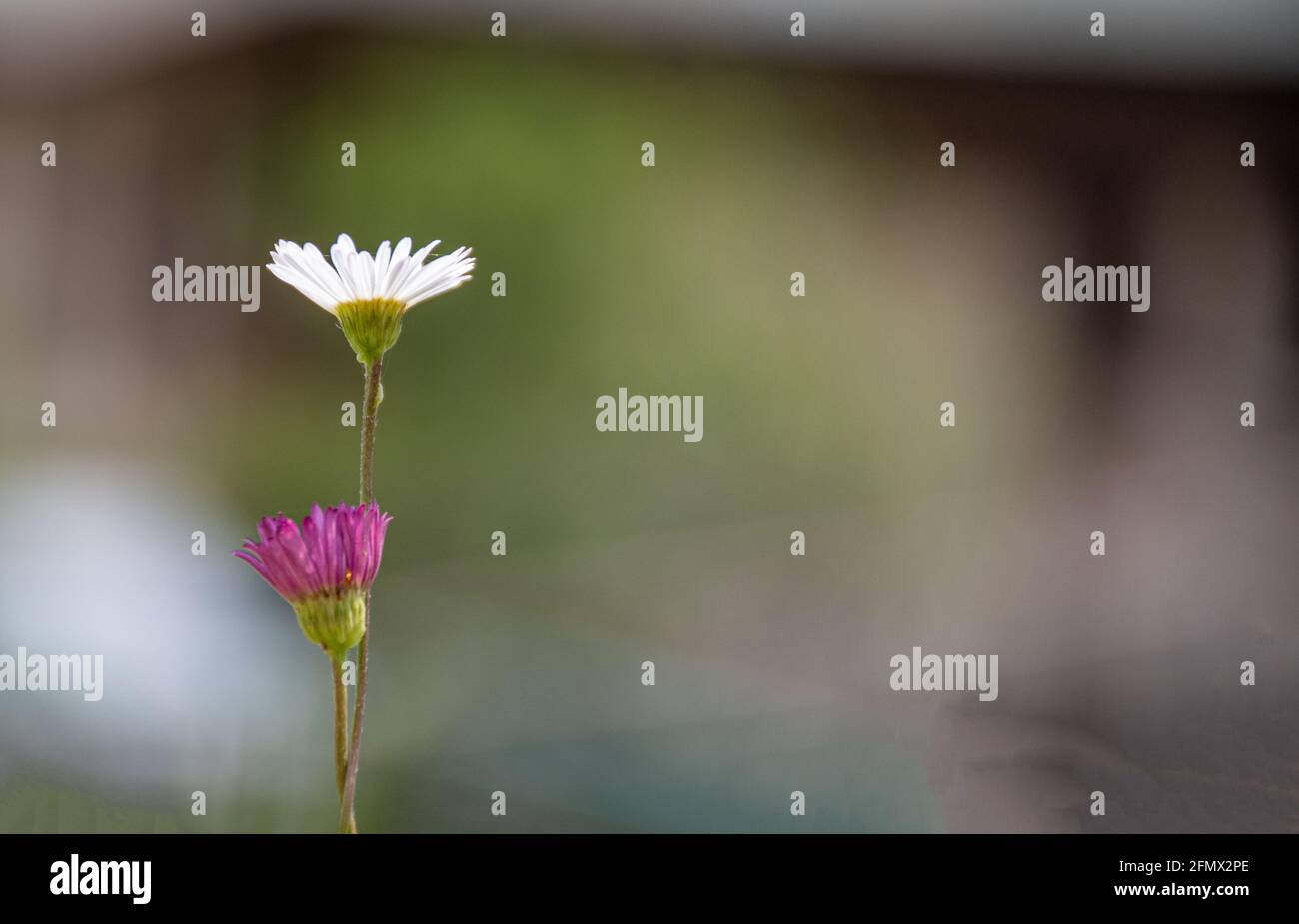 Pink and purple flower together Stock Photo Alamy