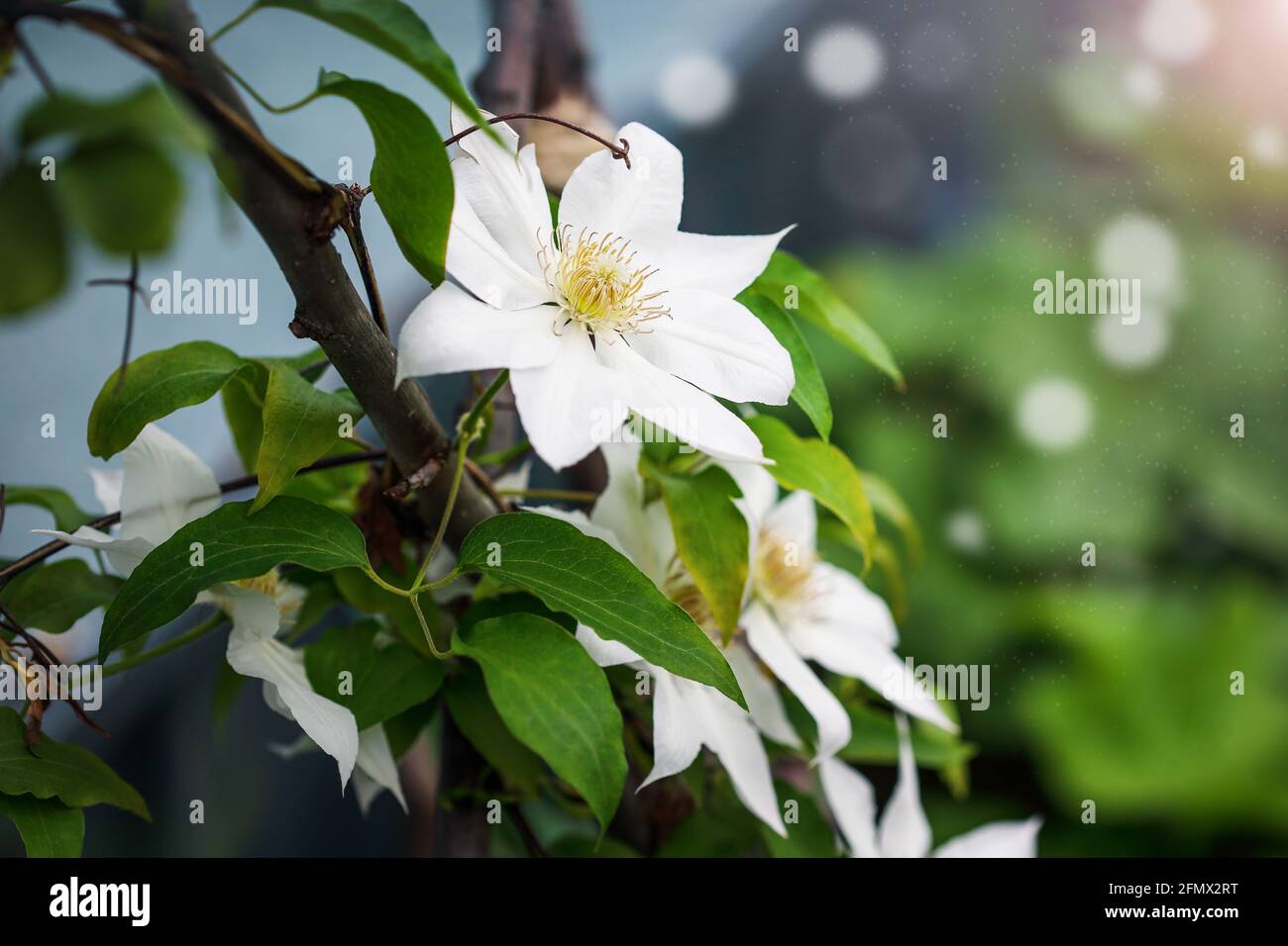 Beautiful white flower blossoms of Clematis 'Hyde Hall' flowering among foliage and stems over a homemade trellis in the garden. Selective focus. Stock Photo
