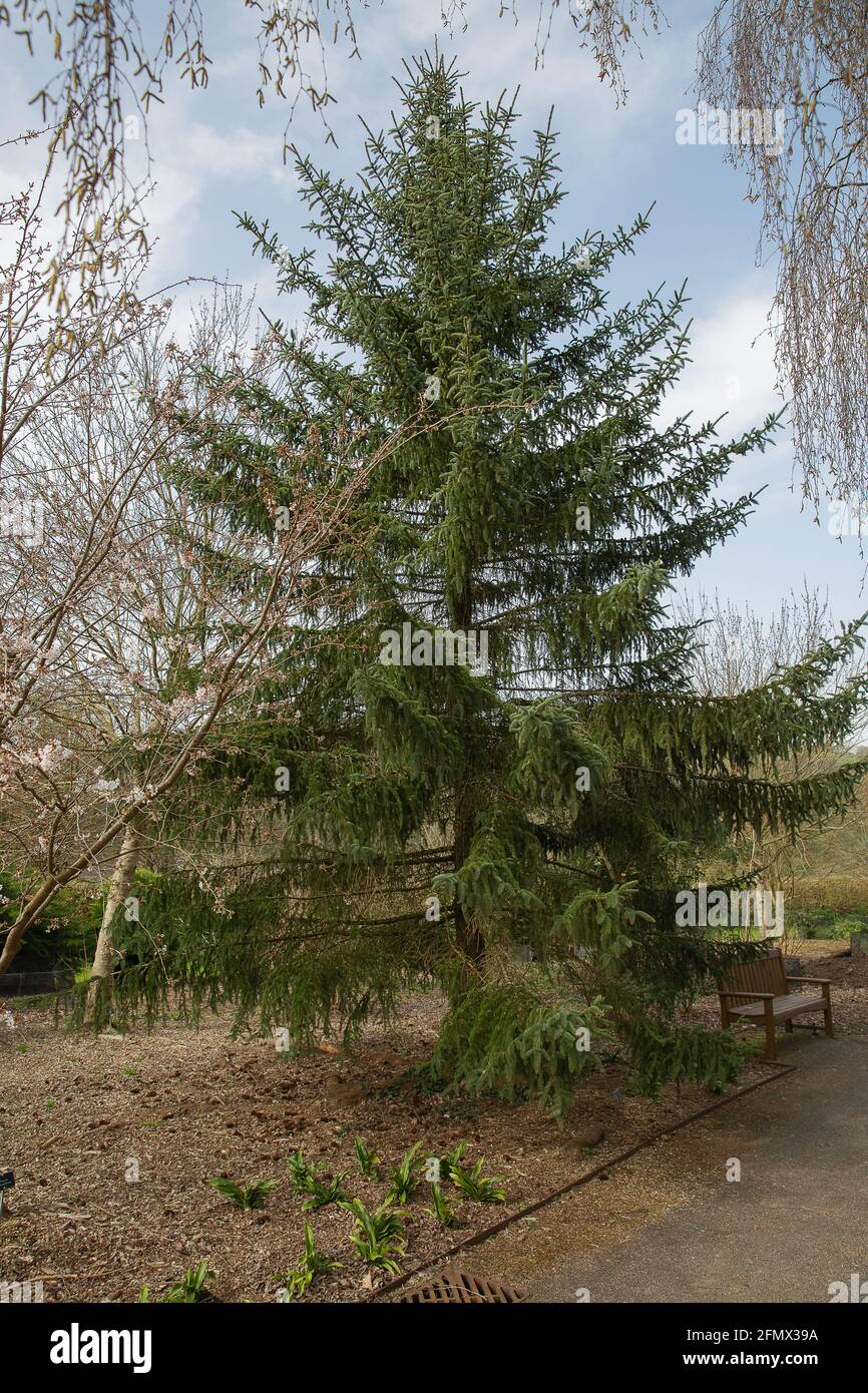 Picea koyamae, a rare spruce tree endemic to central honshu,Japan Stock Photo