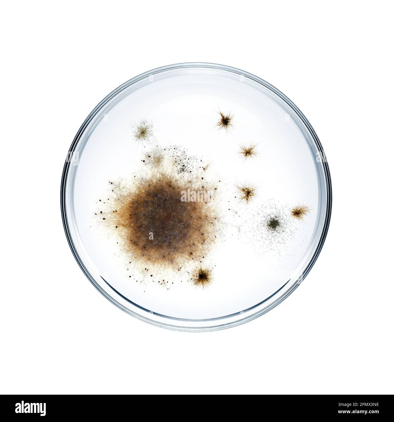 Petri dish with bacteria isolated on white background Stock Photo - Alamy