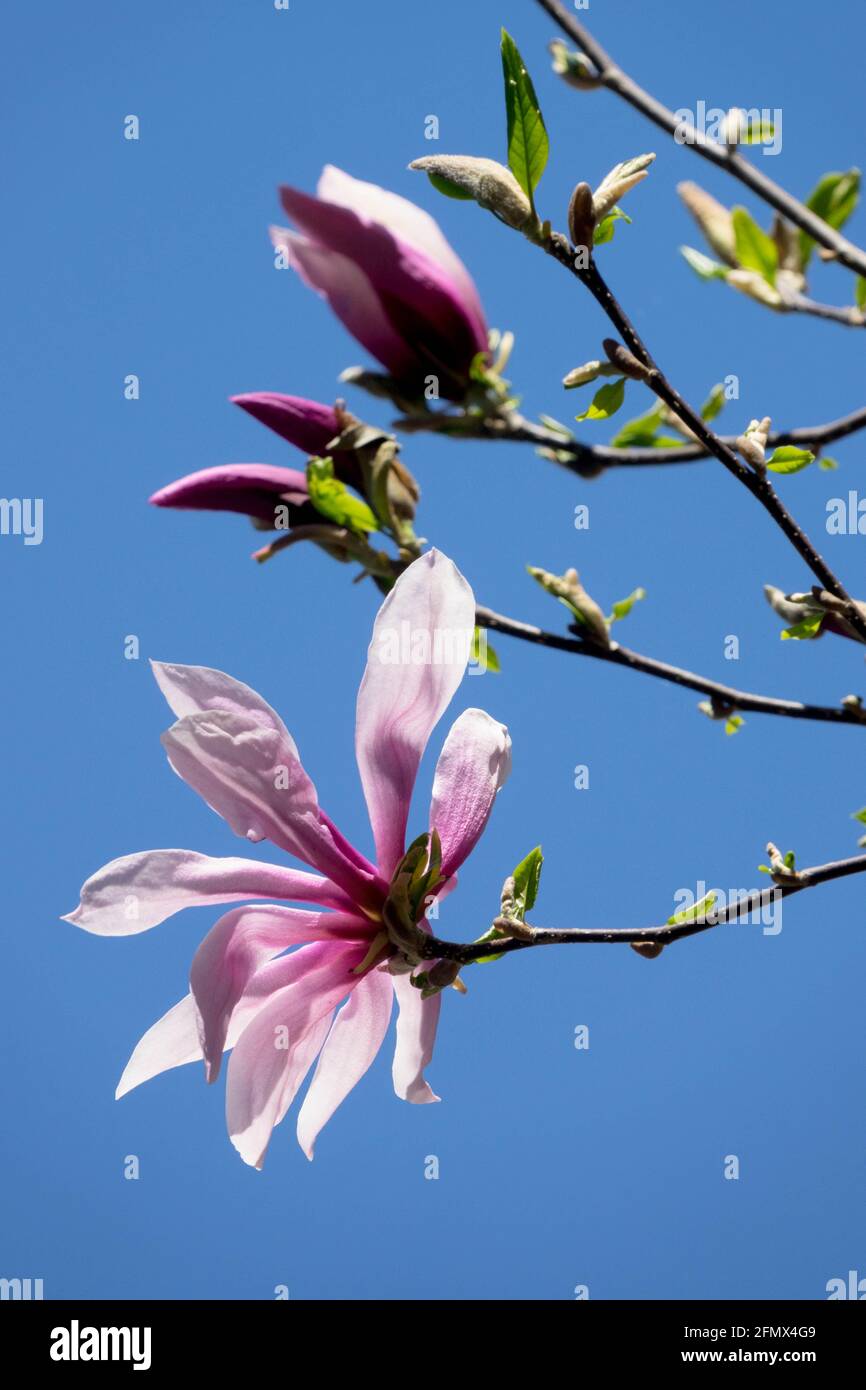 Magnolia × loebneri Flower Stock Photo