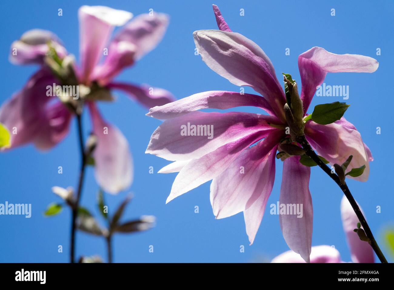 Magnolia × loebneri Flower Stock Photo