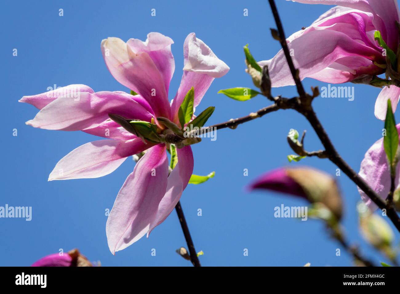 Pink flower Magnolia Big Dude Magnolia × loebneri Stock Photo