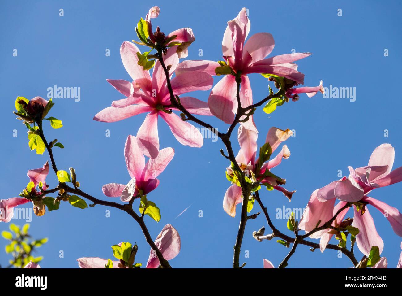 Magnolia Big Dude Pink magnolia tree blossom against blue sky looking up to sky plants Stock Photo