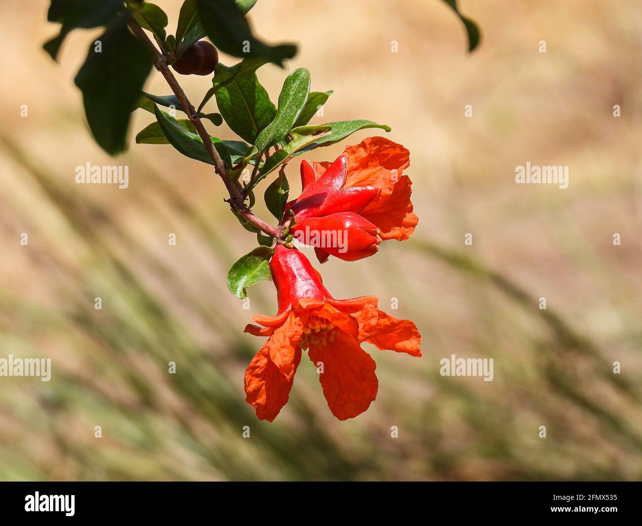 Branch with flowers and ovary of fruit of a pomegranate tree close up Stock Photo
