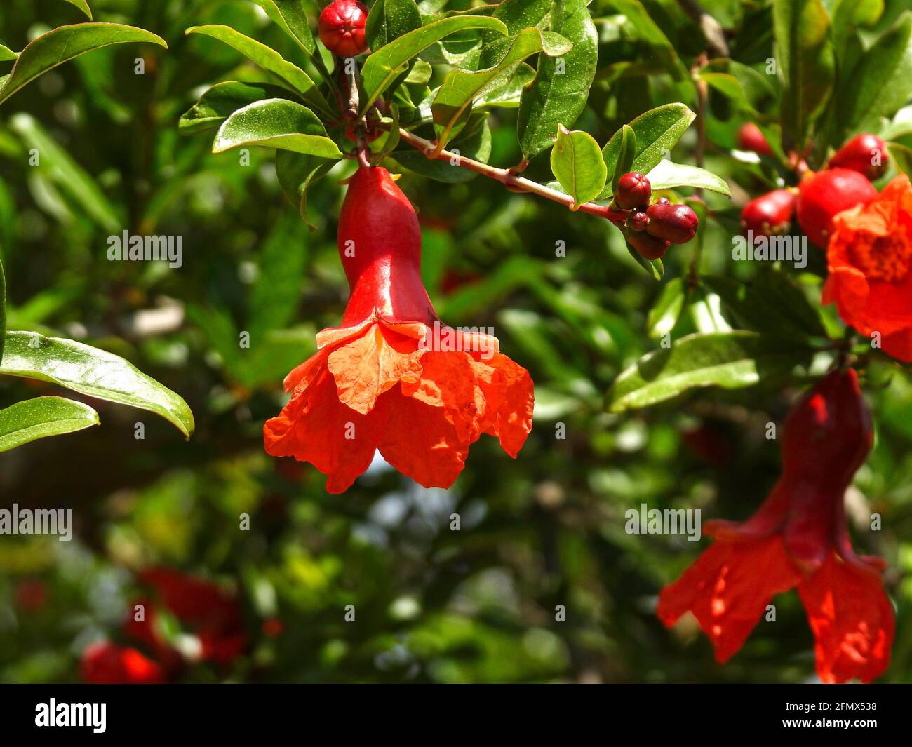 Branch with flowers and ovary of fruit of a pomegranate tree closeup on a background of green foliage Stock Photo