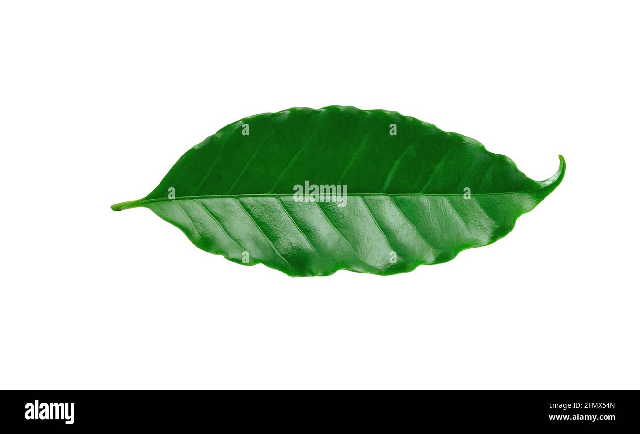 fresh green coffee leaves isolated on white Stock Photo - Alamy