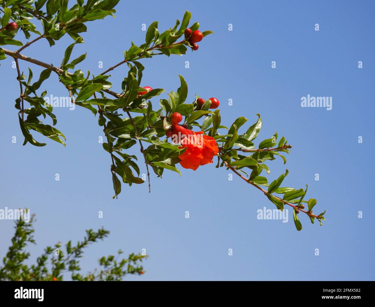 Branch with flowers and ovary of fruit of a pomegranate tree closeup against a background of green foliage and blue sky Stock Photo