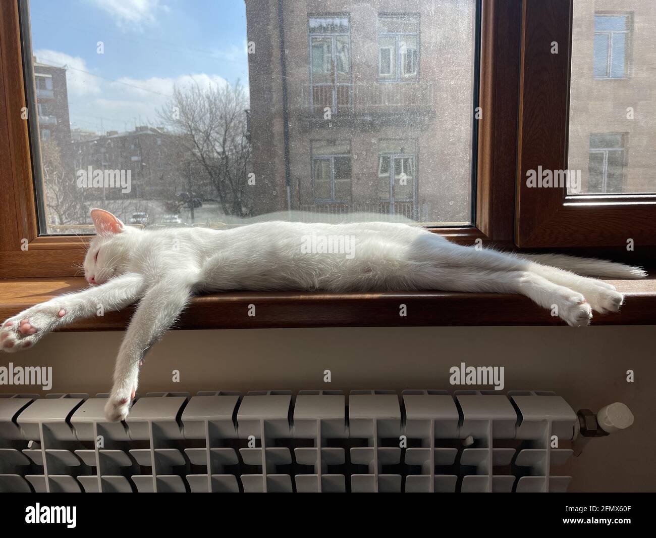 White furry domestic cat lying by the window Stock Photo - Alamy