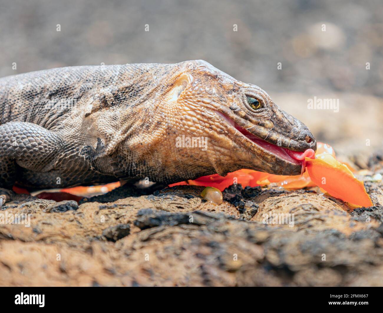 Reptile eating fruit in its natural habitat Stock Photo Alamy