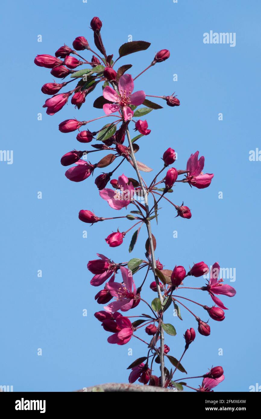 Malus 'Royal Beauty' deep reddish-purple flowers Stock Photo