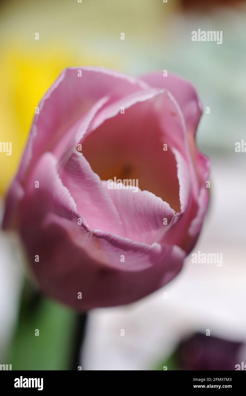 Tulip flower in the spring closeup. Shallow depth of field Stock Photo