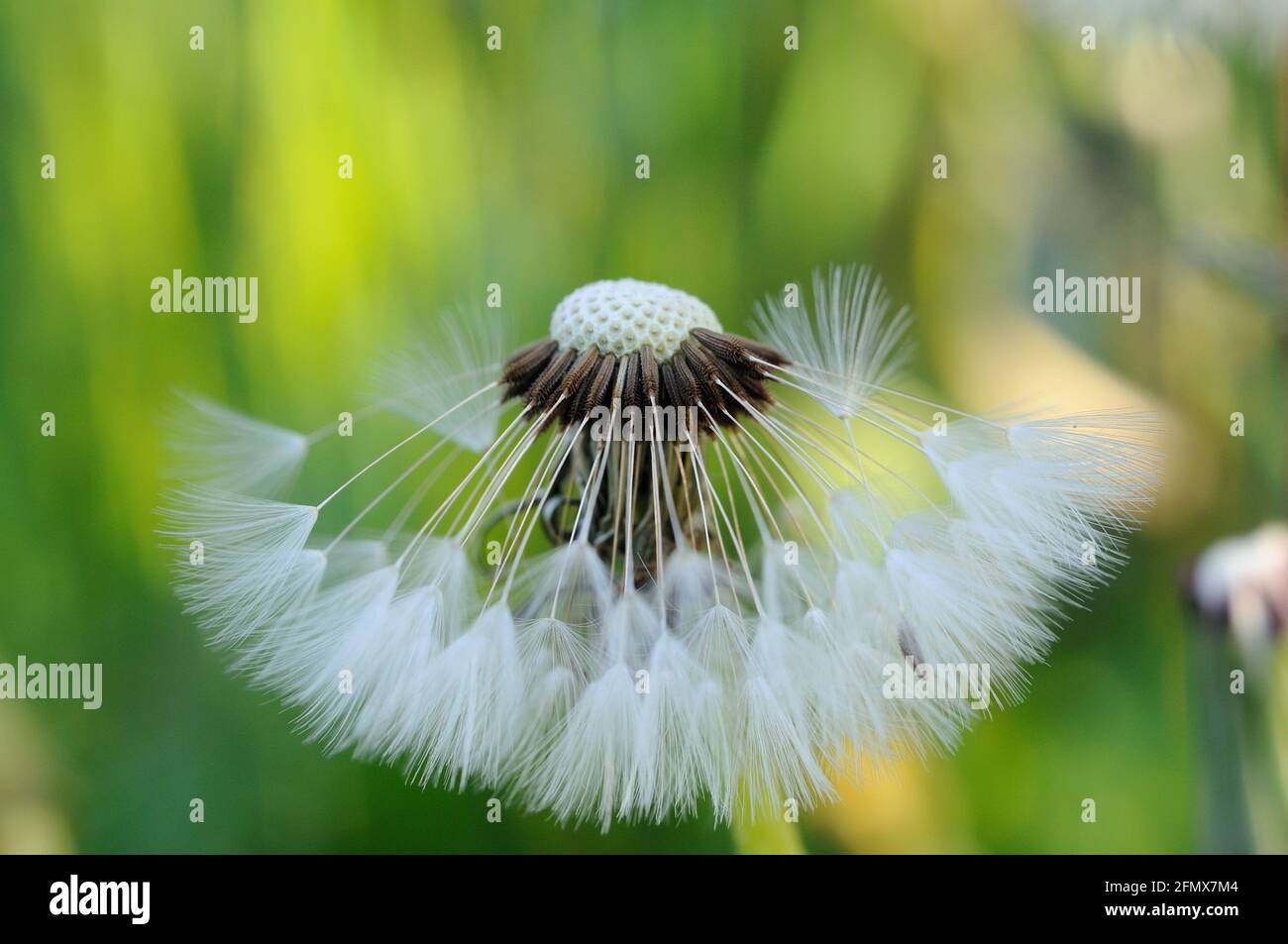 Dandelion with white stamens in spring closeup. Shallow depth of field Stock Photo