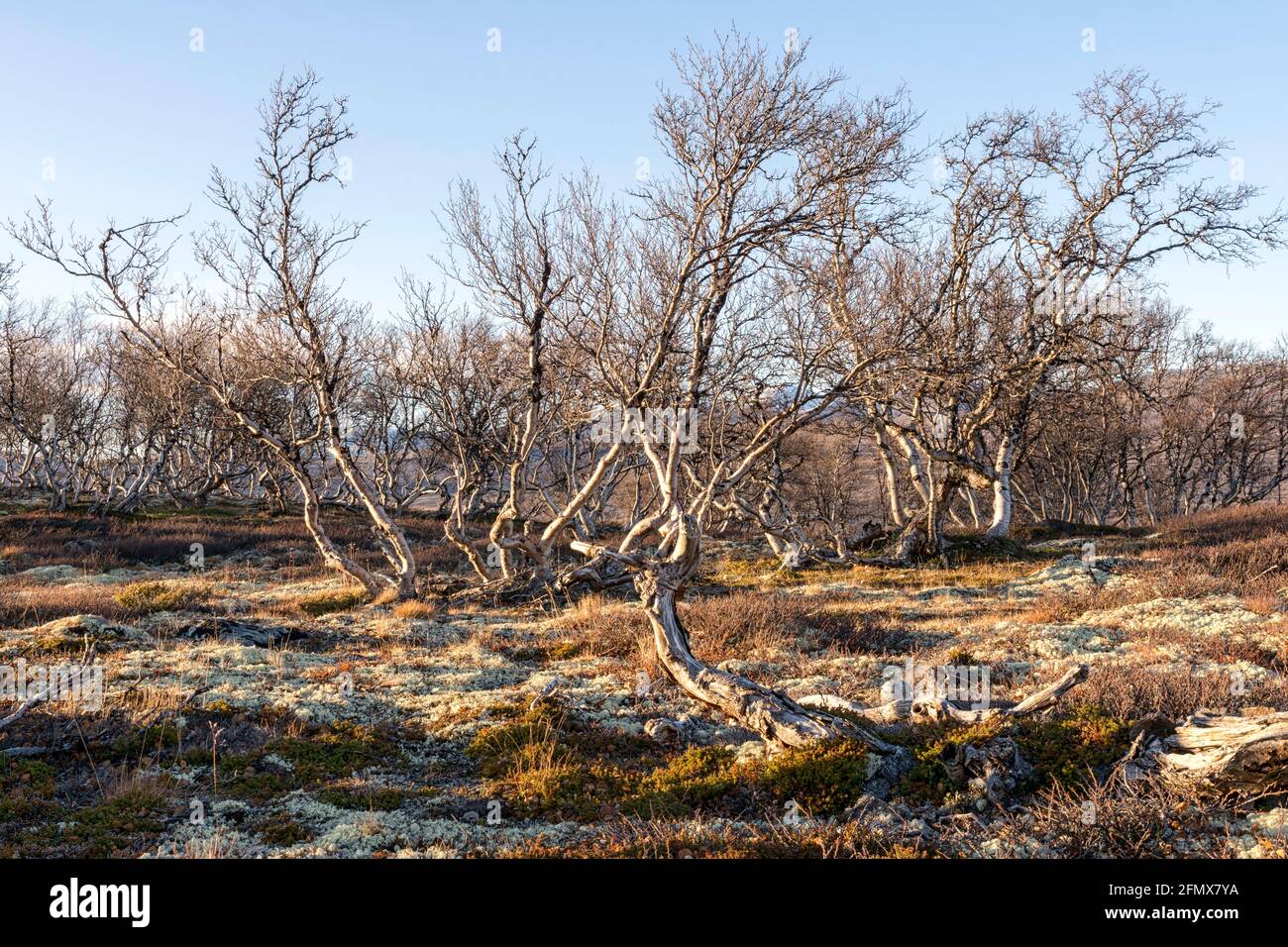 In late autumn, a group of leafless birches (Betula pubescens) near Pilegrimsleden in the evening sun. Pilgrim's route, Dovre Nationalpark, Norway Stock Photo