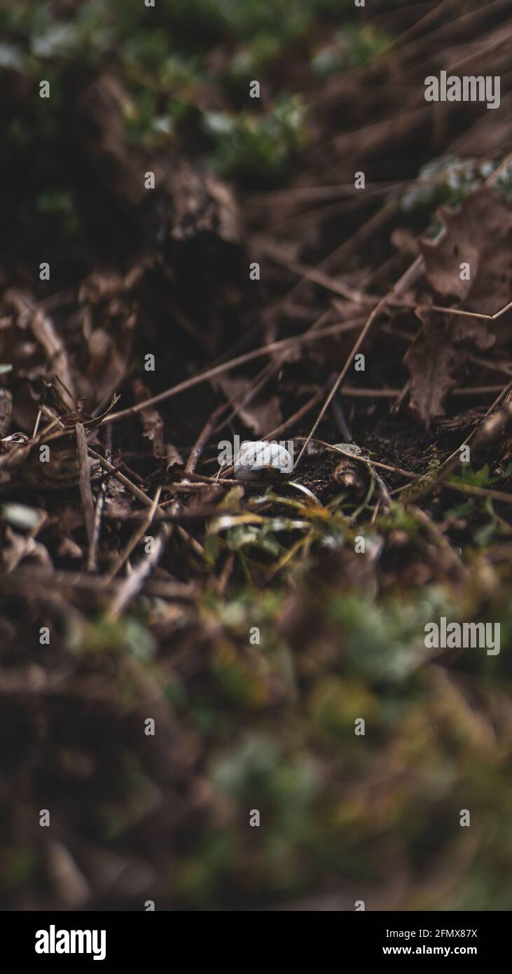Selective focus of a snail's white shell on the soil in the wild Stock ...