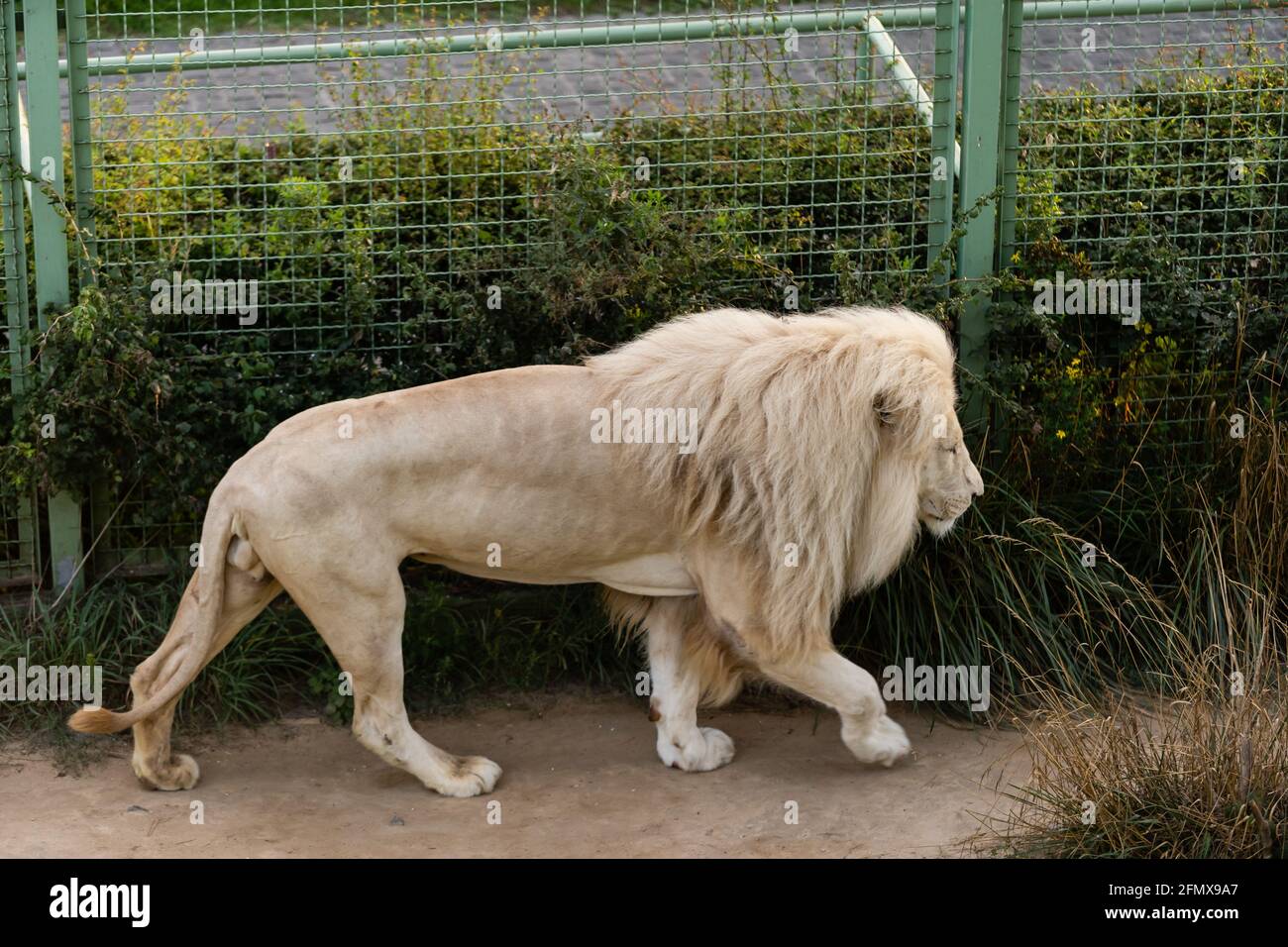 white lion in the zoo, the king of animals Stock Photo - Alamy white lion in the zoo, the king of animals Stock Photo - Alamy