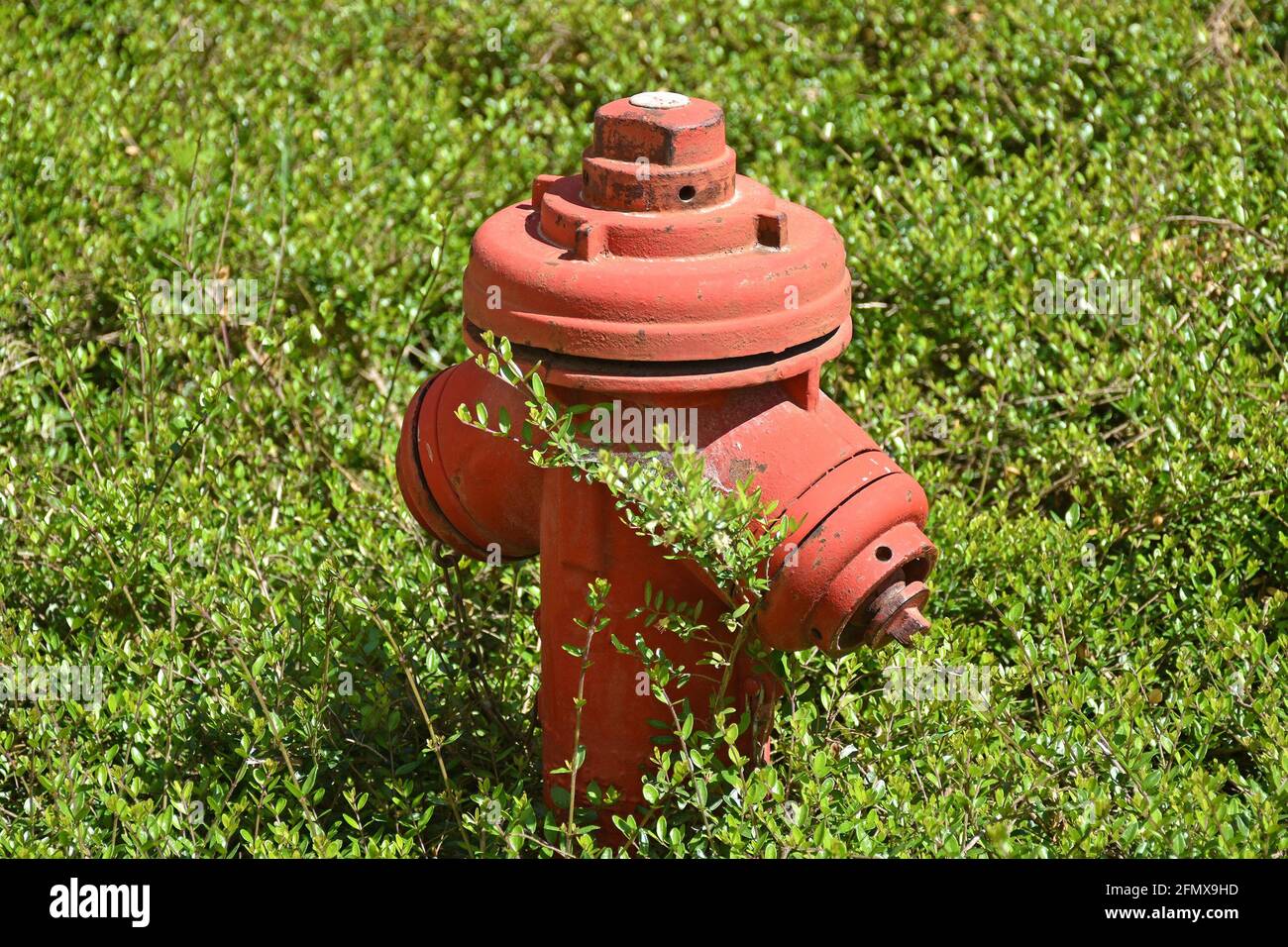 Fire hydrant in the bush Stock Photo - Alamy