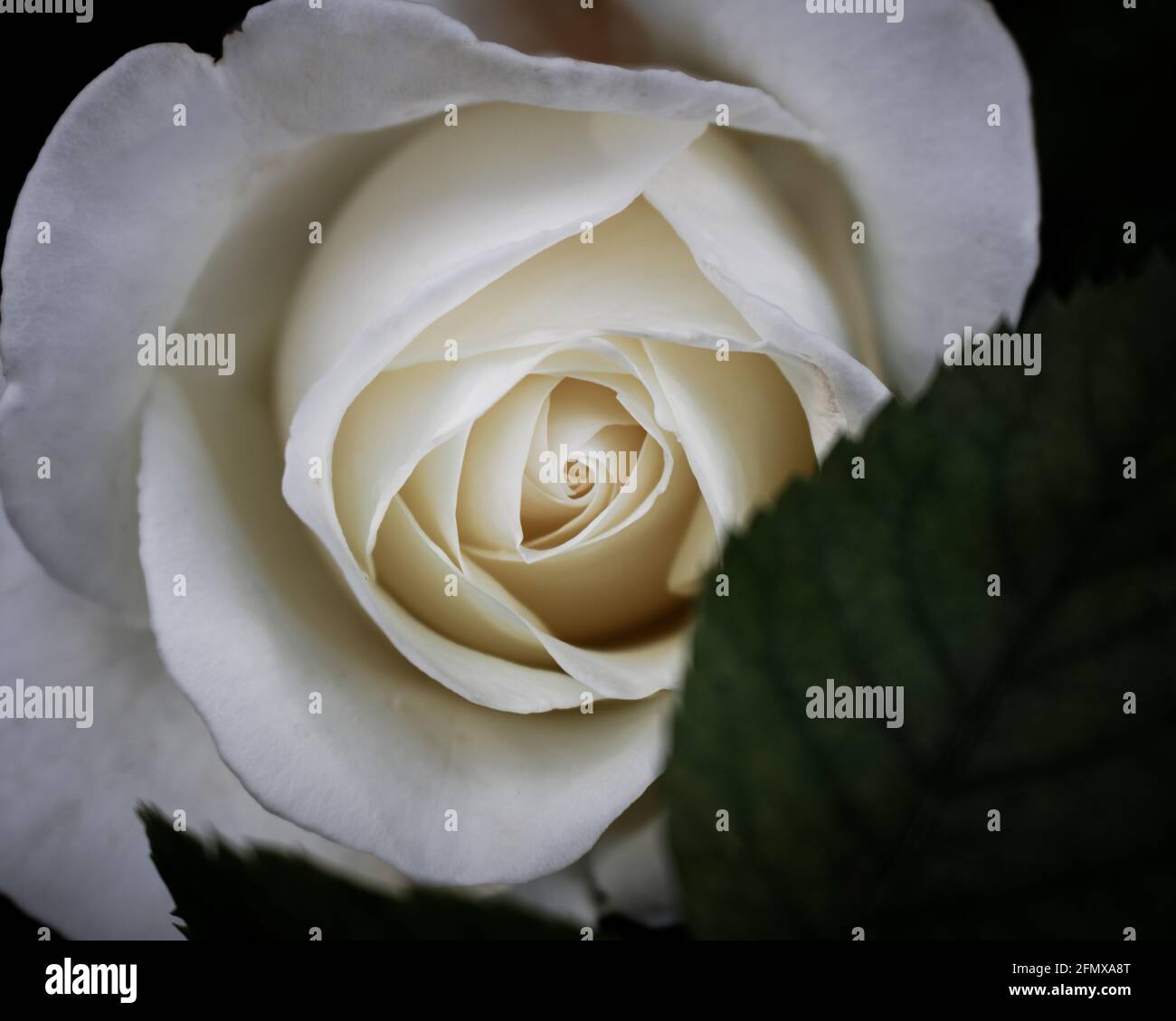 Close-up of a white rose in full bloom hiding behind leaf on dark background. Macro photography with selective focus on flower in moody tones Stock Photo
