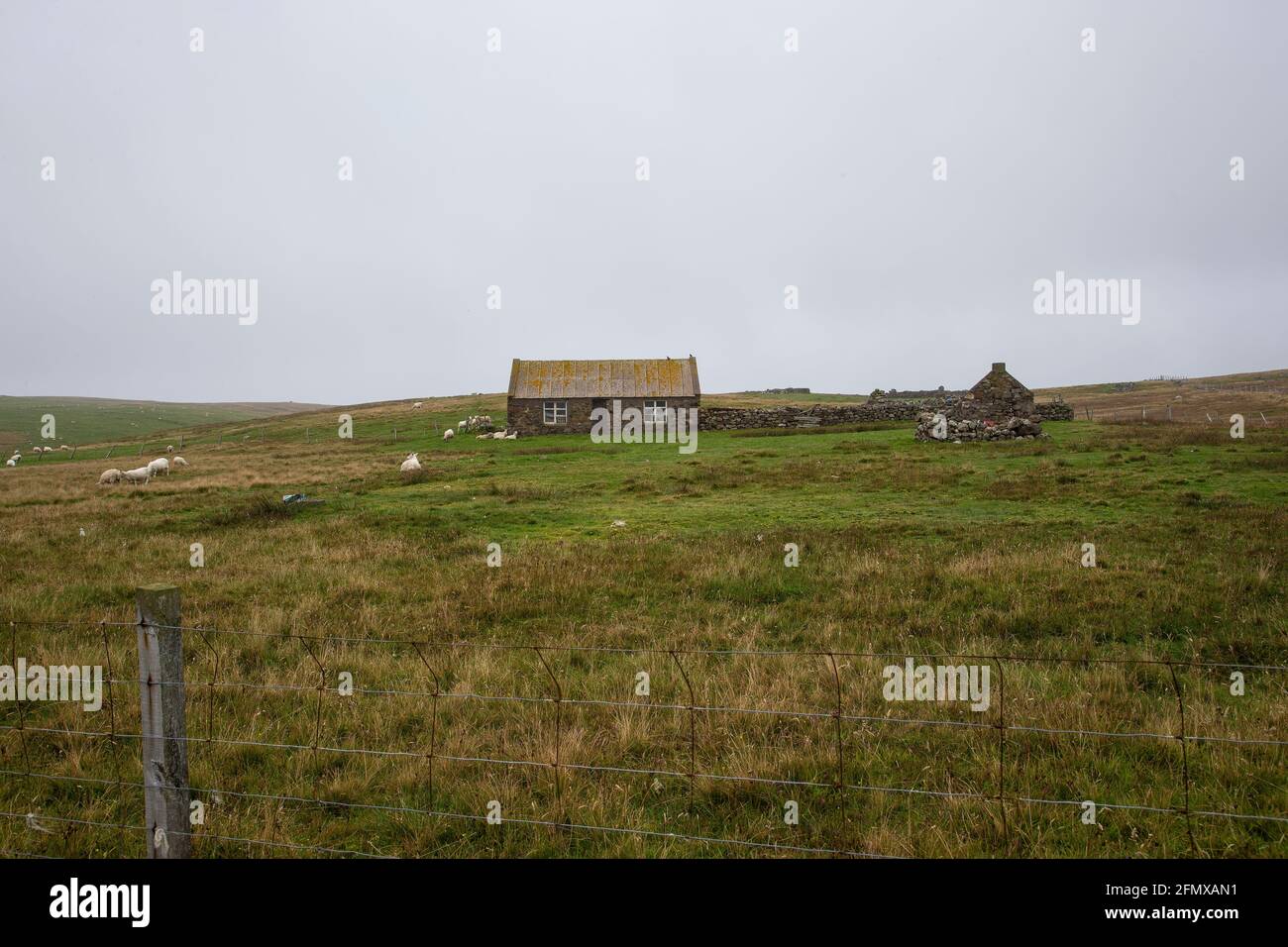 Deserted and derelict stone croft farm with sheep grazing on the remote grasslands of the Northmavine peninsula in Shetland, Scotland Stock Photo