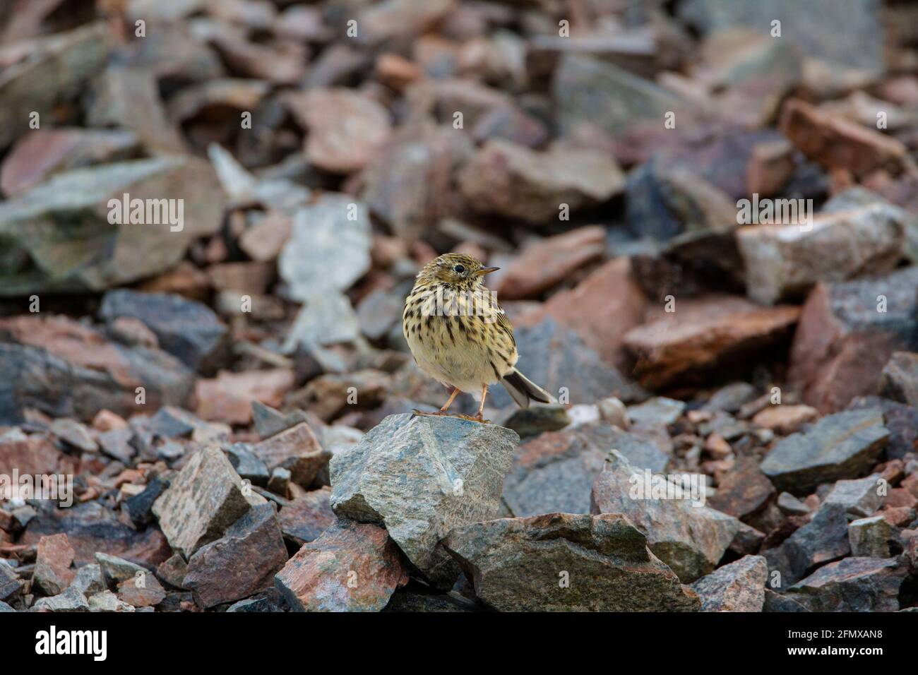 Meadow Pipit bird Anthus pratensis perching on ragged rocks in a remote location on the Northmavine peninsula in Shetland, Scotland Stock Photo