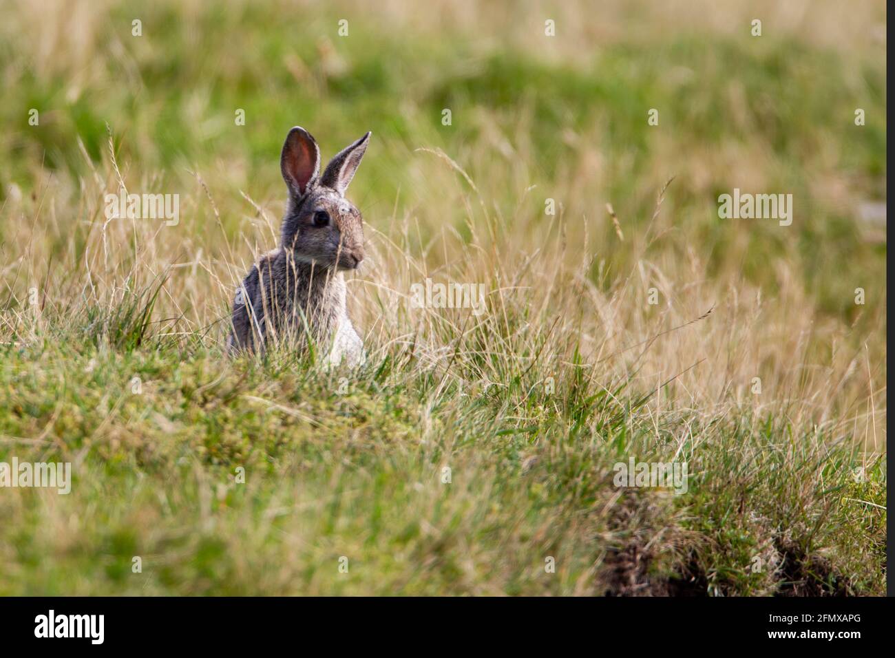 Greyish brow fur hi-res stock photography and images - Alamy