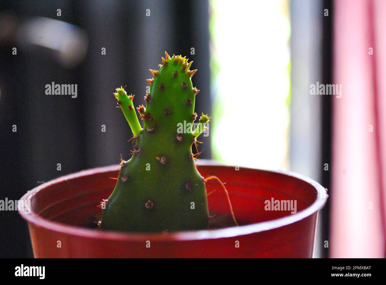 8cm Euphorbia Trigona Red Hybrid Succulent - Live Cactus Plant For Indoor/Outdoor Home Garden