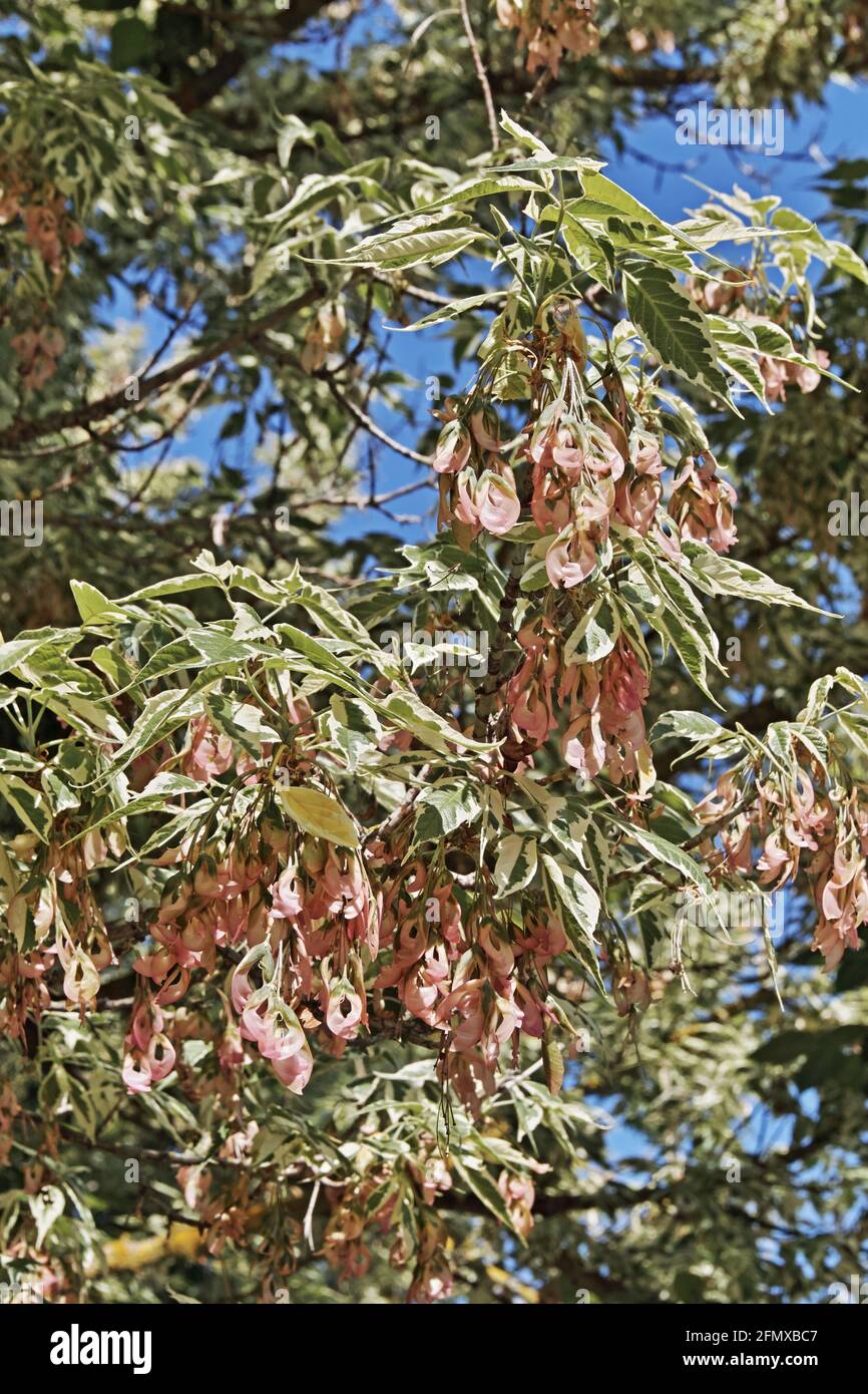 leaves and fruits of varigated box elder in springtime, Acer negundo, Aceraceae Stock Photo