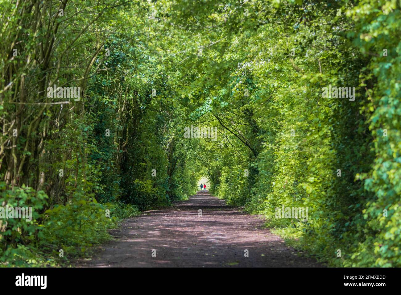 Wooded country walk with 2 people. Stock Photo