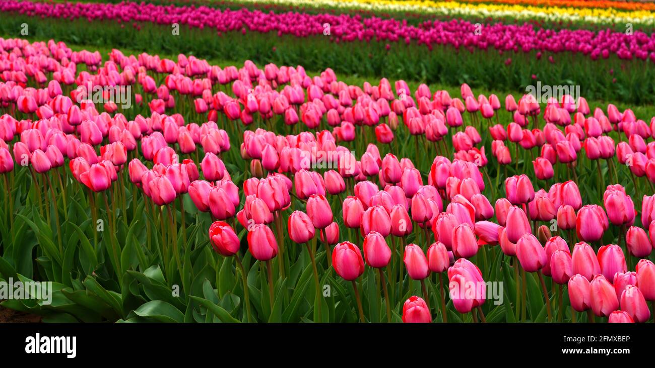 View of a colorful tulip field with flowers in bloom in Cream Ridge