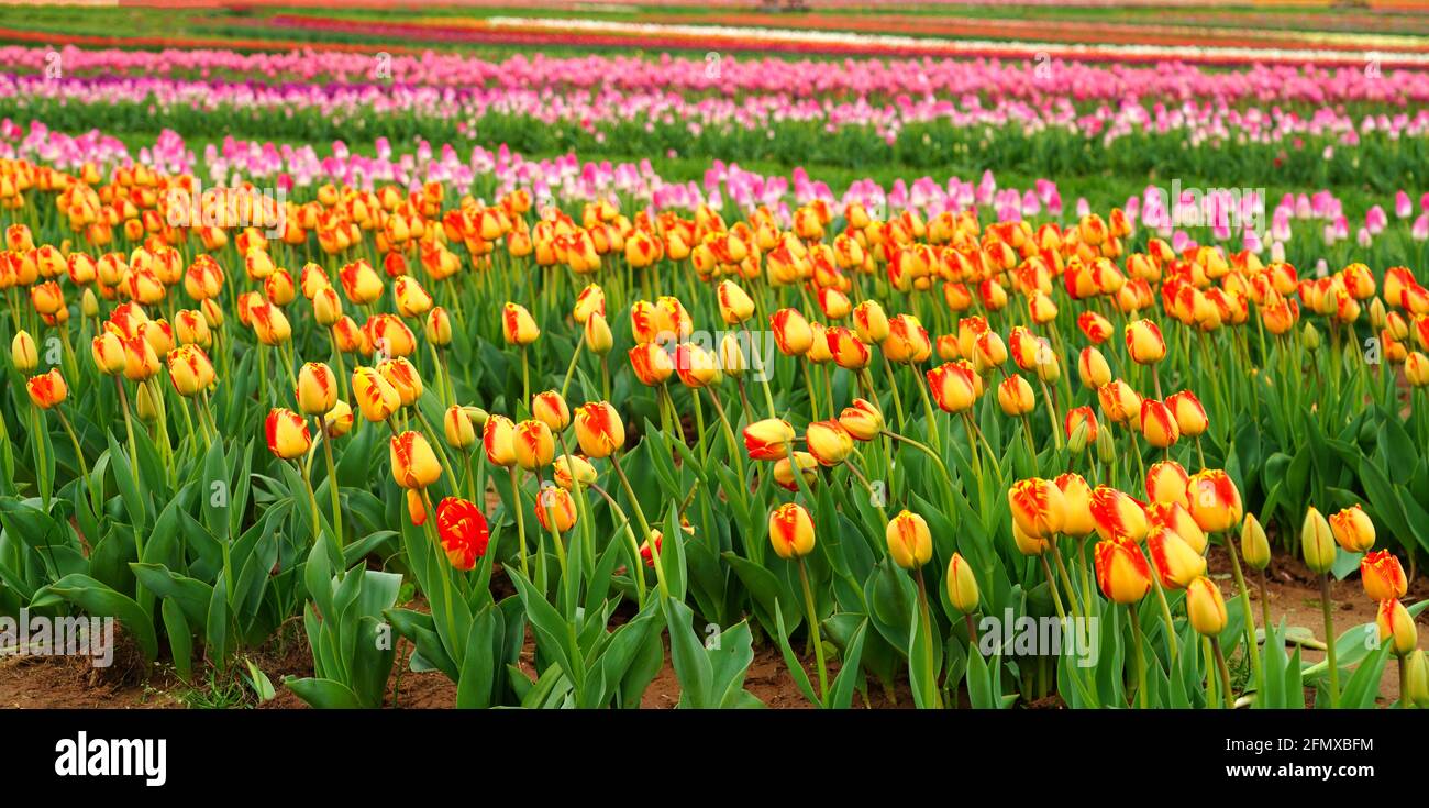 View of a colorful tulip field with flowers in bloom in Cream Ridge