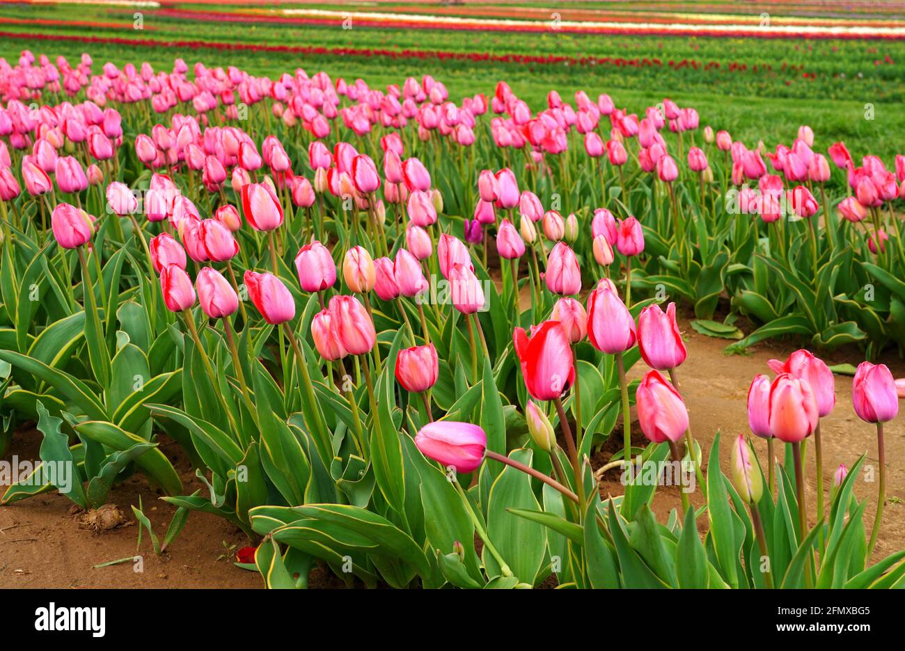 View of a colorful tulip field with flowers in bloom in Cream Ridge
