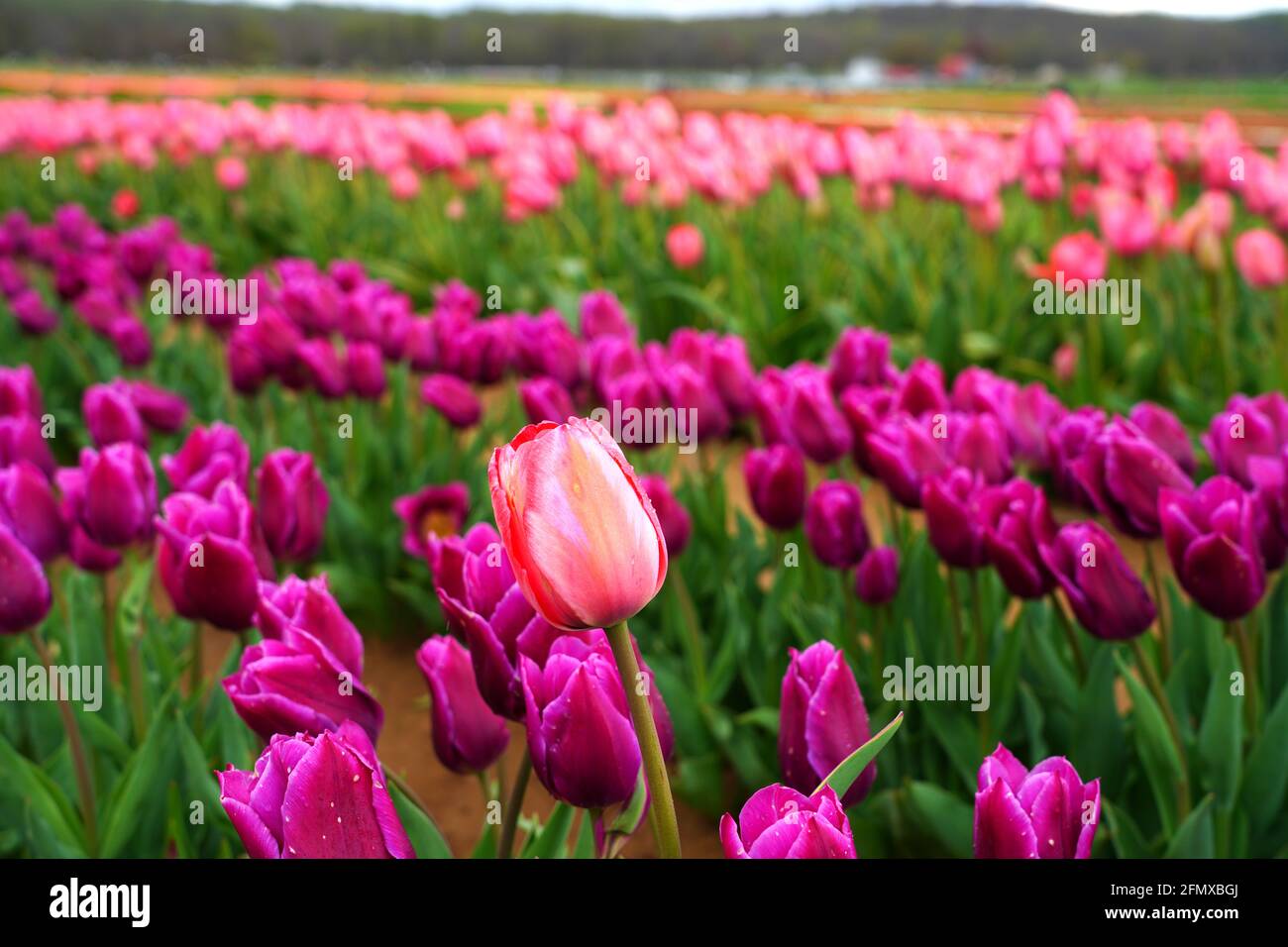 View of a colorful tulip field with flowers in bloom in Cream Ridge