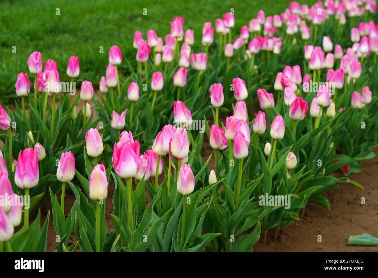 View of a colorful tulip field with flowers in bloom in Cream Ridge